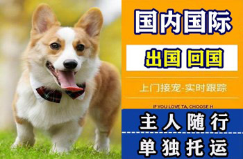 宝坻区宠物托运公司宝坻区宠物托运公司宝坻区宠物托运公司