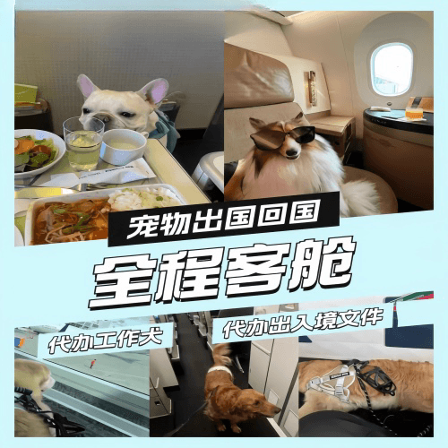 宝坻区宠物托运到白俄罗斯宠物入境规定和要求